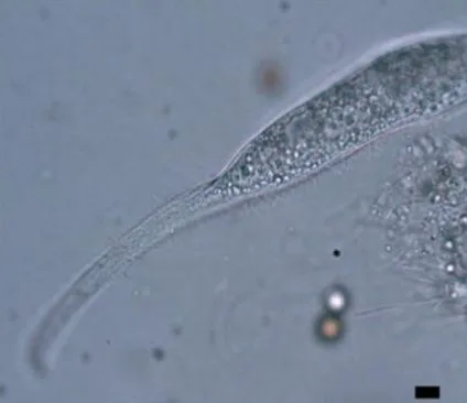 Litonotus pictus