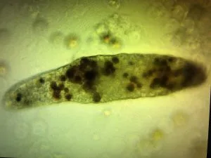 Coral RTN Parasites