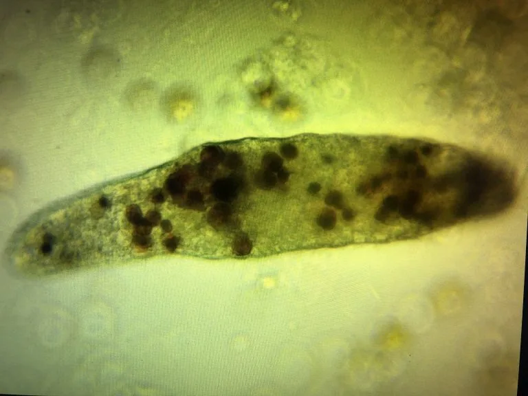 Coral RTN Parasites