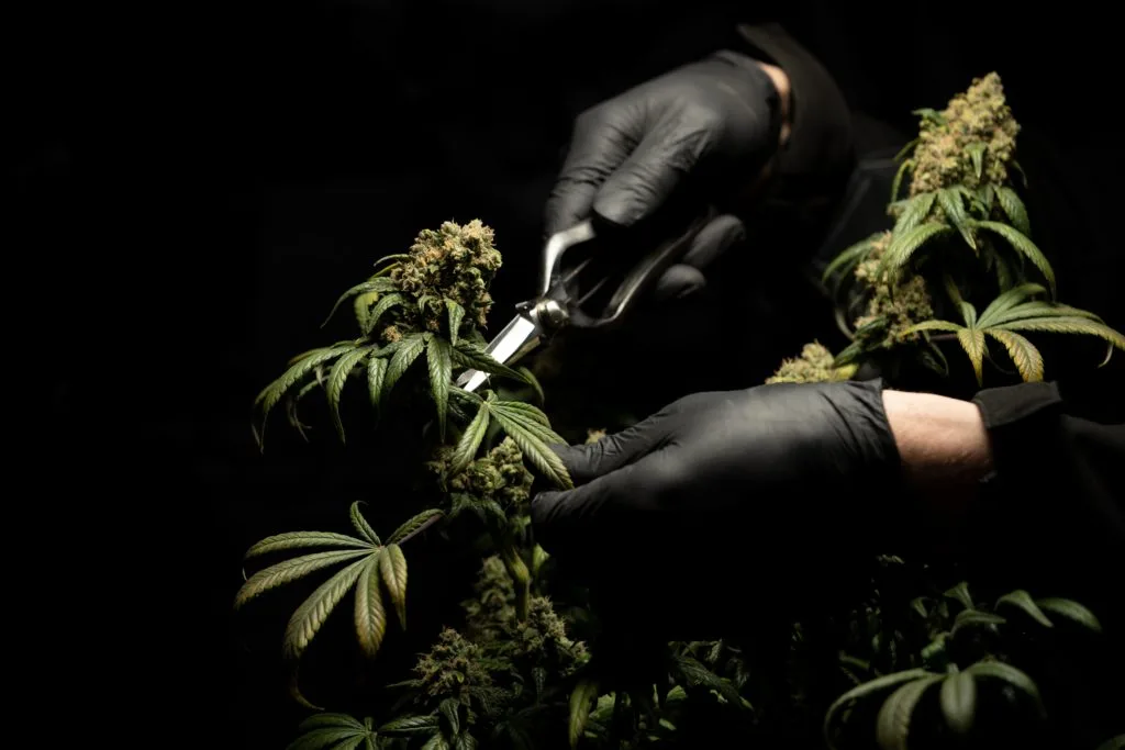 medical-marijuana-epilepsy