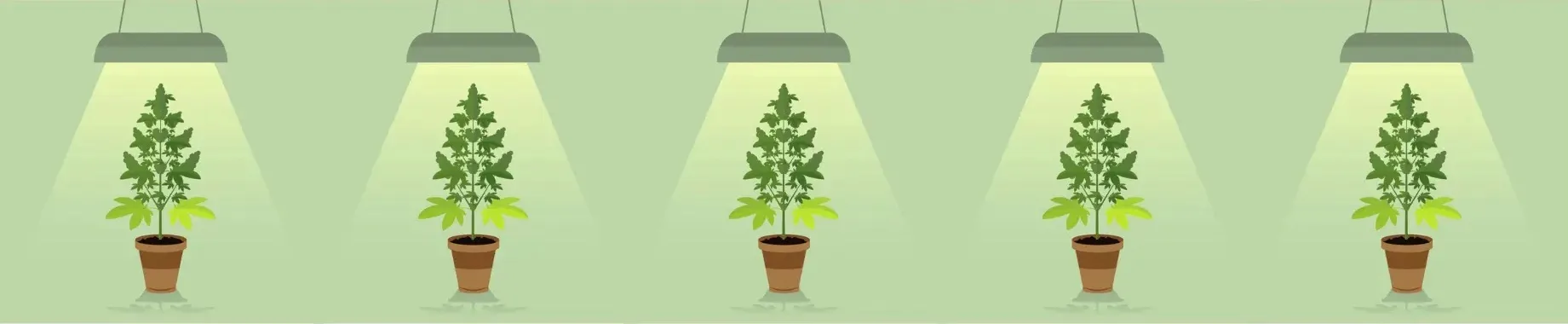indoor vs. outdoor weed