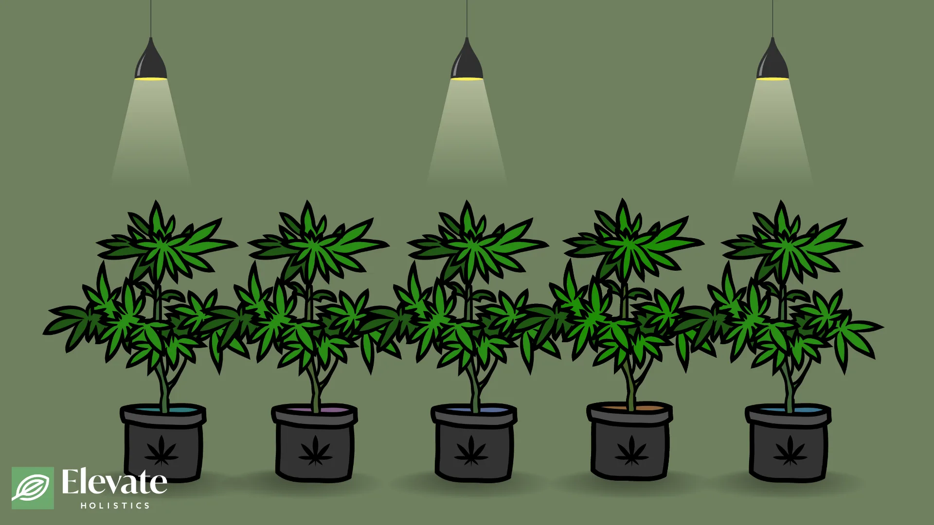 can you grow weed in illinois