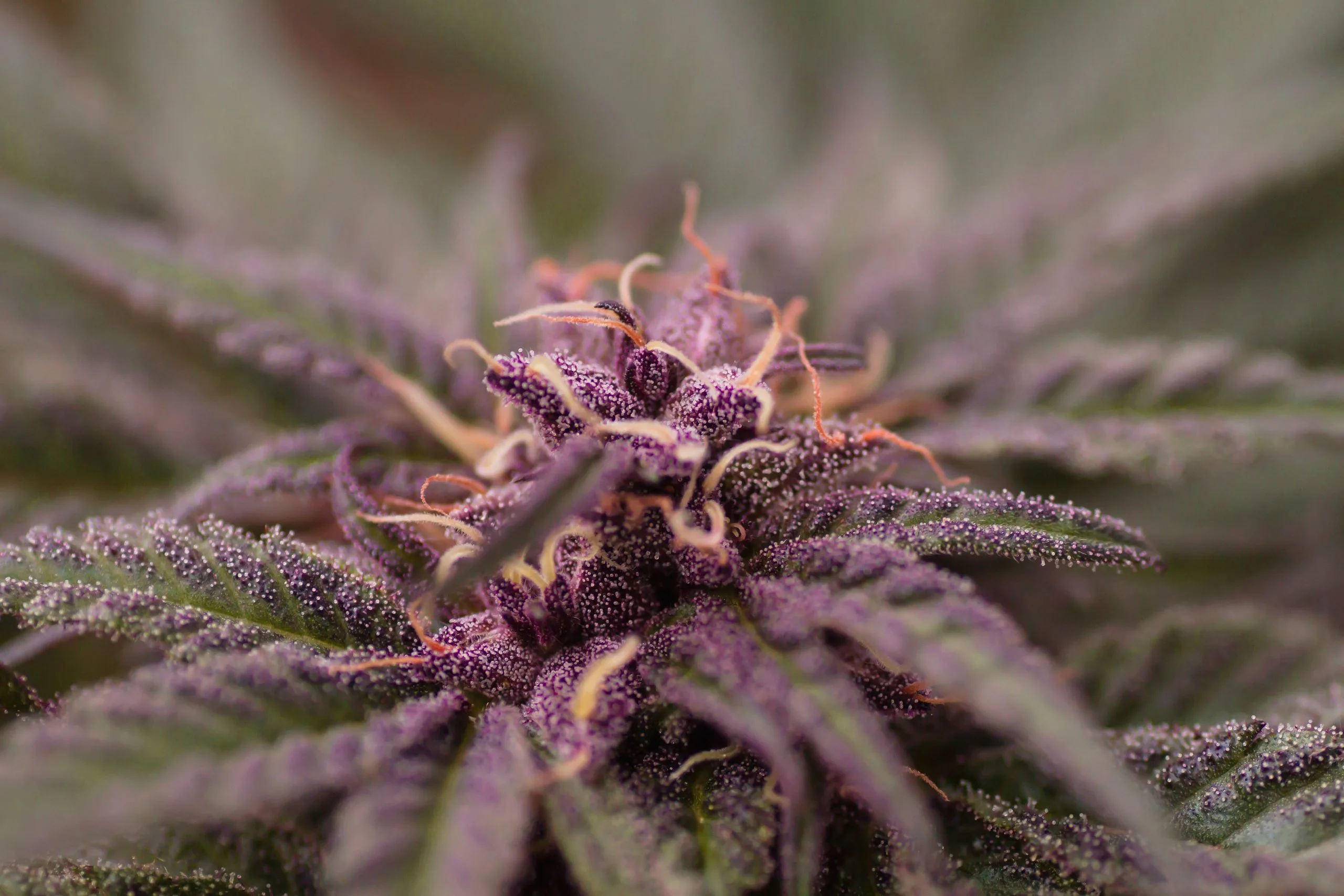Purple Urkle strain