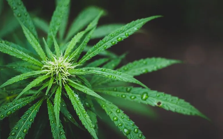 close-up photo of hemp plant with water drops on leaves