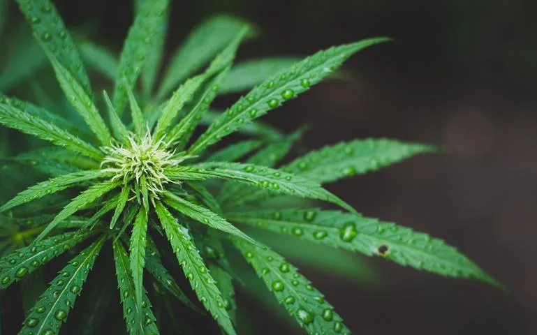 what-is-hemp