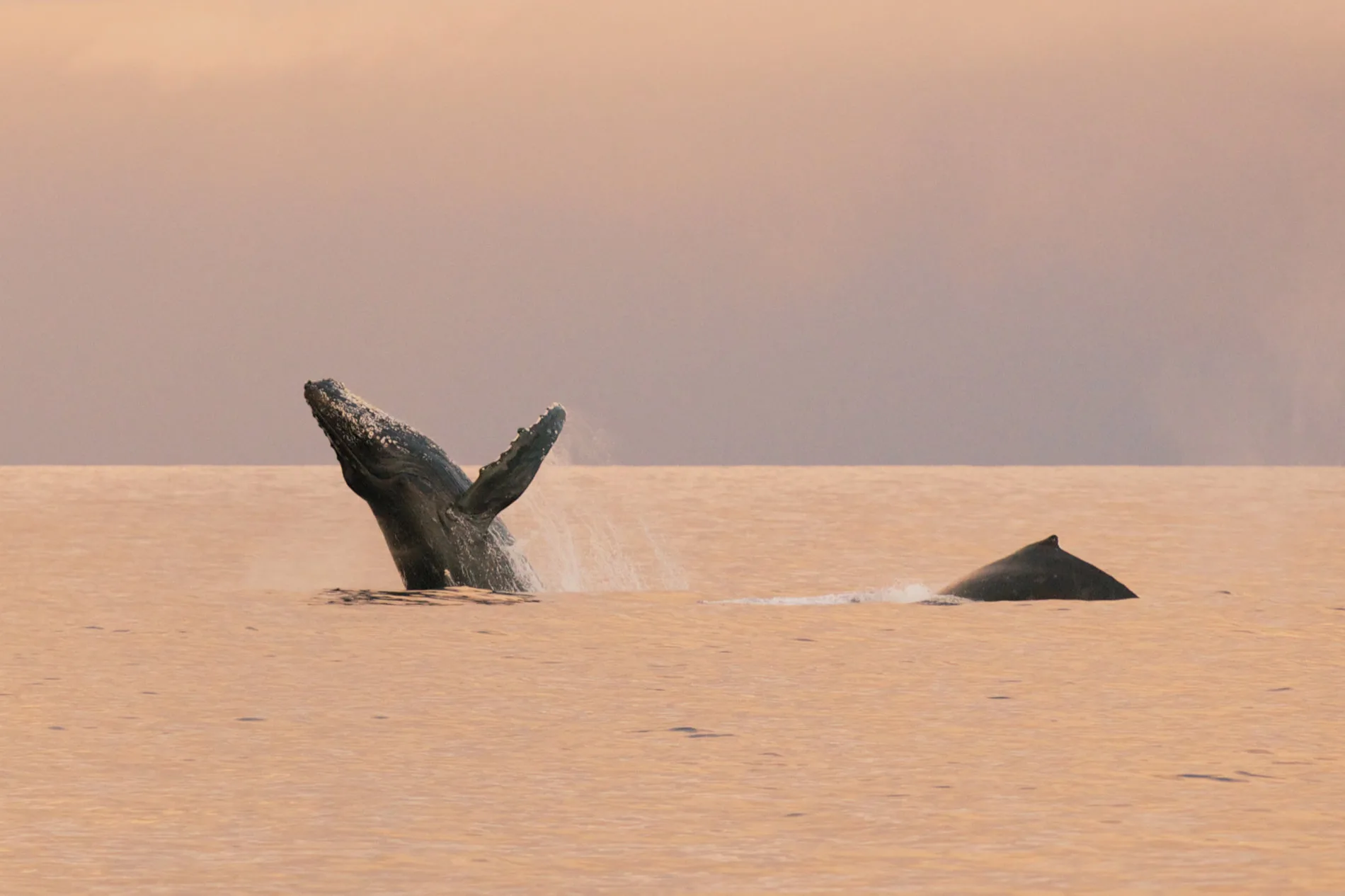 Maui Real Estate Market Update Q1 2023 Vol. 3 2 A whale breaches with a