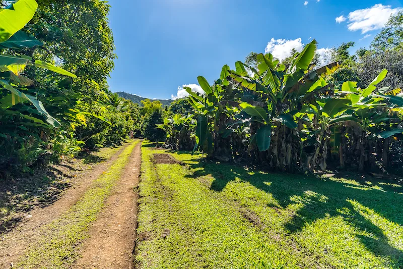 Bananas line the driveway