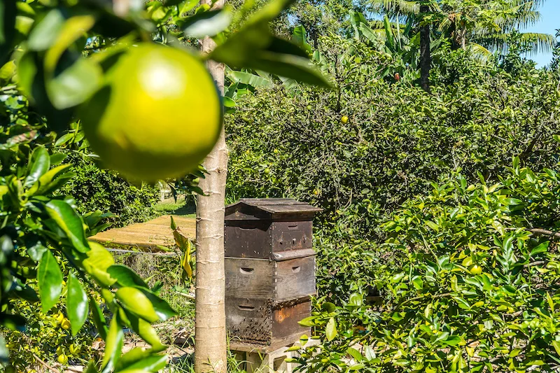 Citrus in the foreground with an apiary in the background 