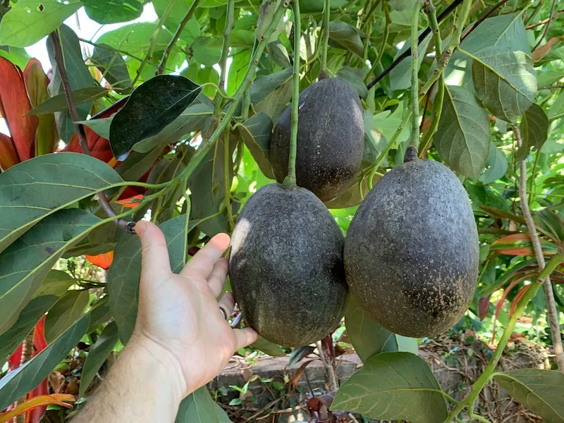 Backyard avocados with my hand for scale. 