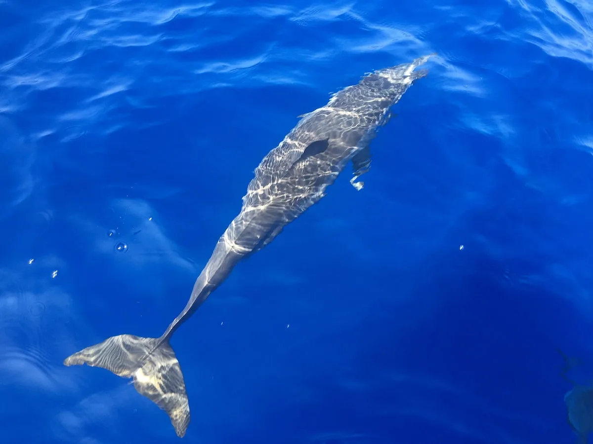 Maui Real Estate Market Update Q2 2024 Vol. 2 1 Maui Real Estate Market Update Q2 2024 Vol. 2 A Little Maui Beauty Photo Features a Dolphin swimming in the vidi blue waters off the island of Maui