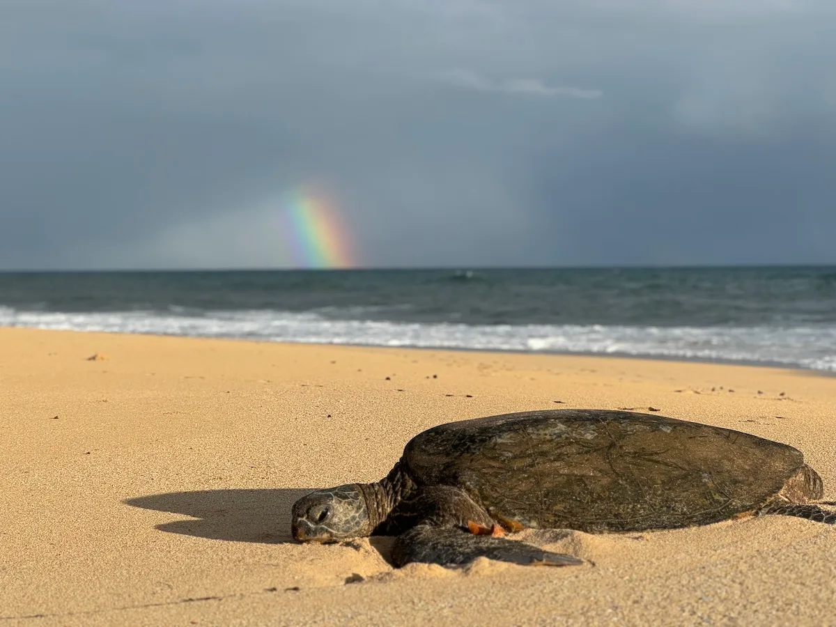 Maui Real Estate Market Update Q3 2024 Vol. 2 Photo of the month features a Honu napping on Baldwin Beach with a rainbow in the background