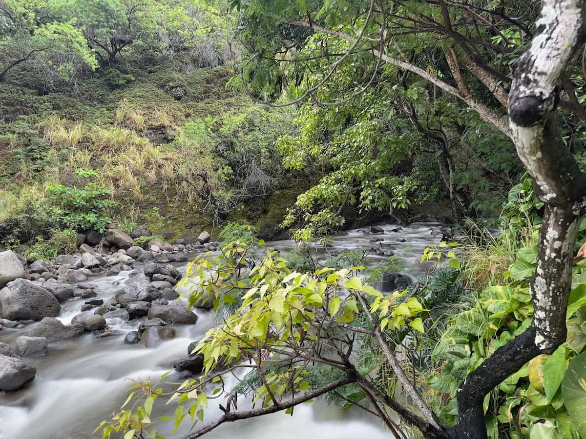 Maui Real Estate Market Update Q1 2025 Vol. 3 Touch of Maui Beauty Iao Stream