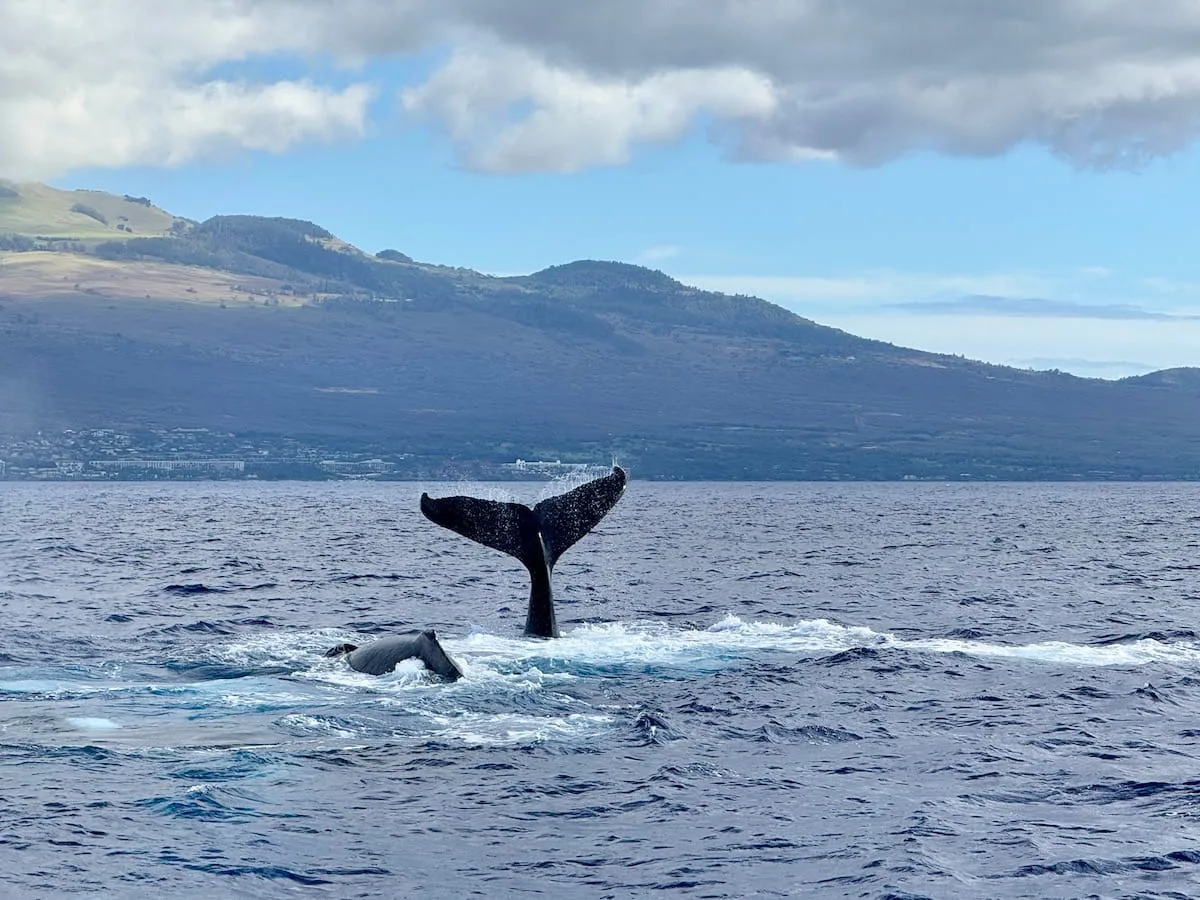 The fluke of a whale in Ma'alaea Bay