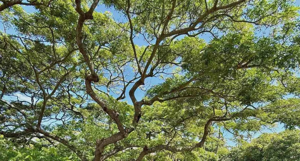 The cover photo for the July 2025 Maui Statistics and Market Update shows the canopy of a monkey pod tree. A series of long limbs covered with green leaves with a blue sky backdrop