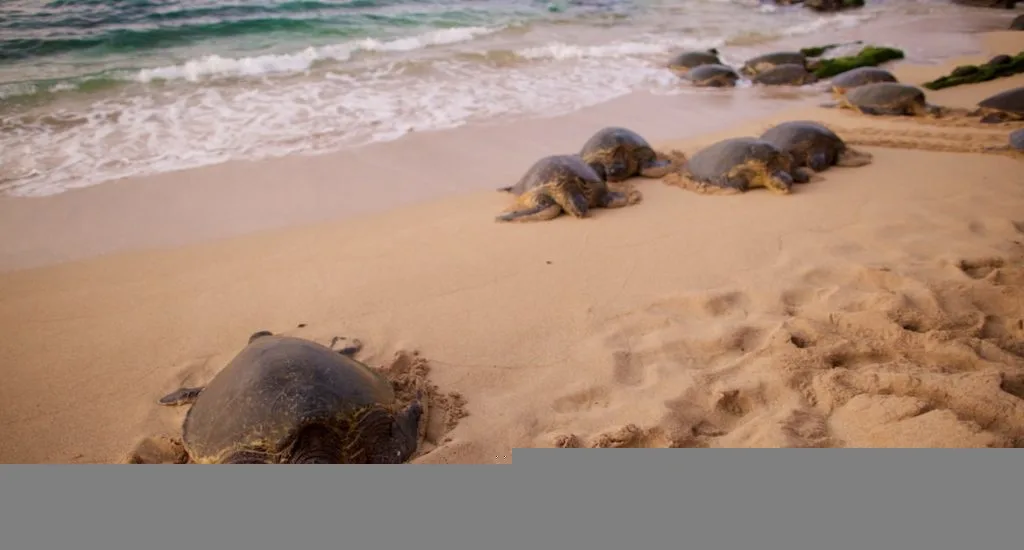 Maui Real Estate Market Update Q2 2024 Vol. 2