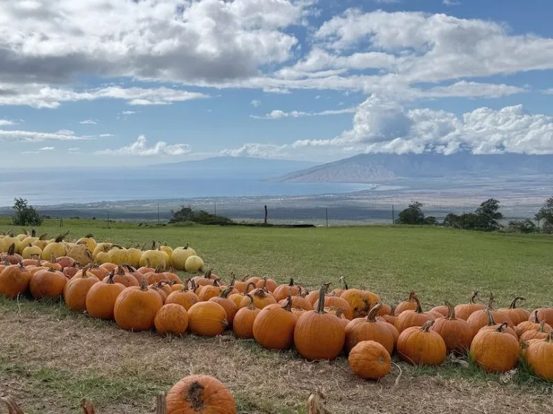 The September 2026 Maui Statistics and Market Update is a photo from the Kula Country Farms Pumpkin Patch. Yellow and orange pumpkins are in the foreground while the view in the background shows Ma'alaea Bay, the West Maui Mountains and the island of Lanai