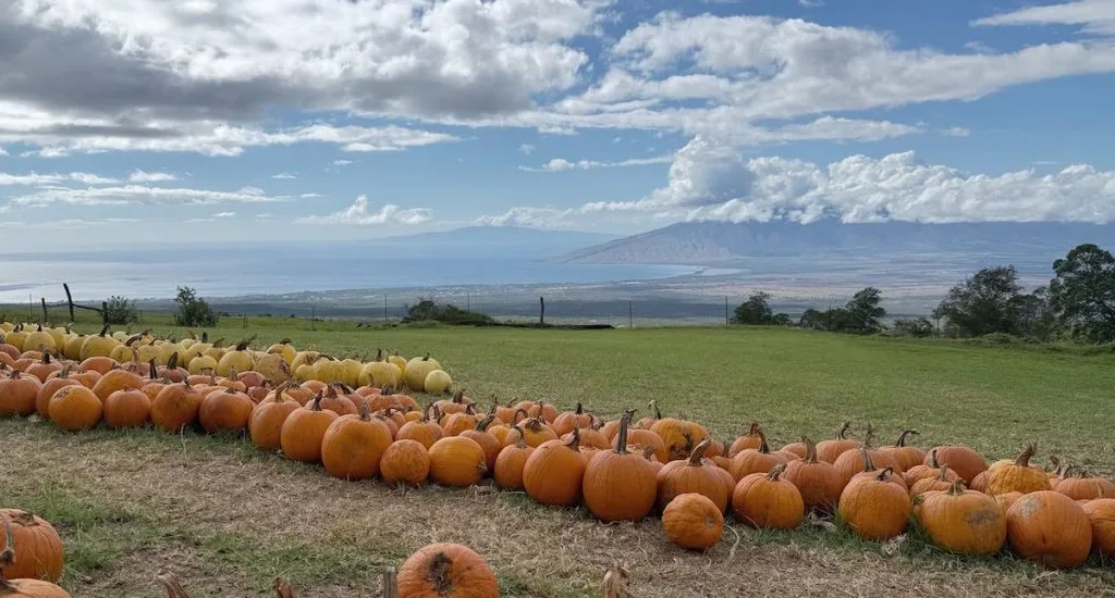 The September 2026 Maui Statistics and Market Update is a photo from the Kula Country Farms Pumpkin Patch. Yellow and orange pumpkins are in the foreground while the view in the background shows Ma'alaea Bay, the West Maui Mountains and the island of Lanai