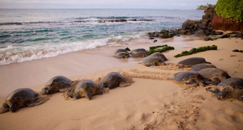 Turtles-on-the-beach-