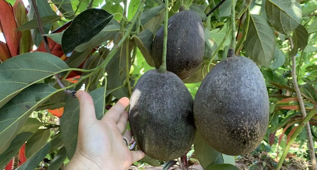 backyard-avocados
