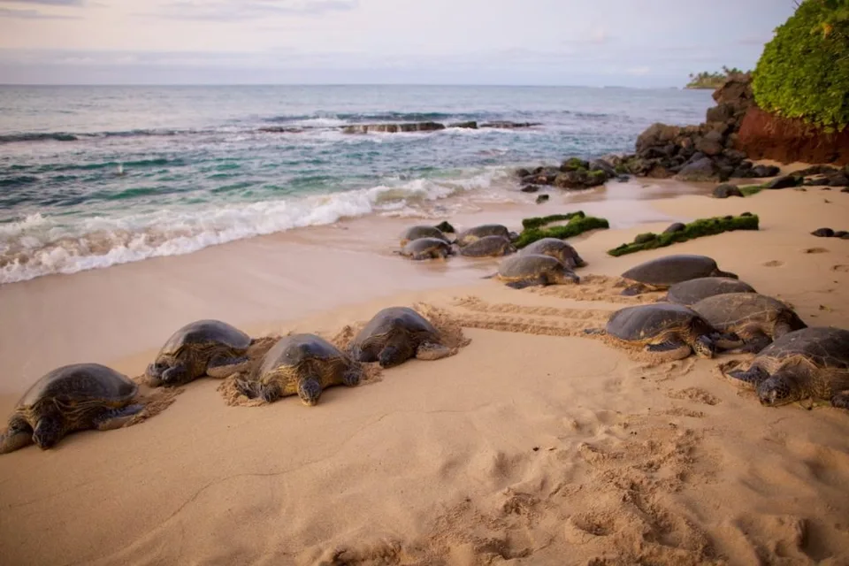 Tavares Bay Turtles Kuau