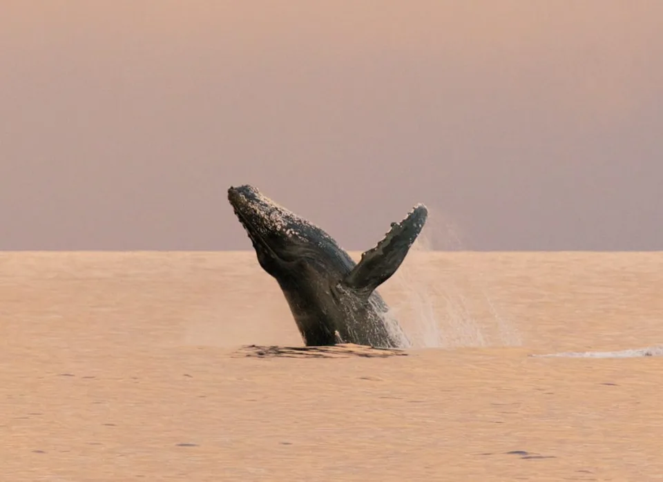 whale breach maui activities