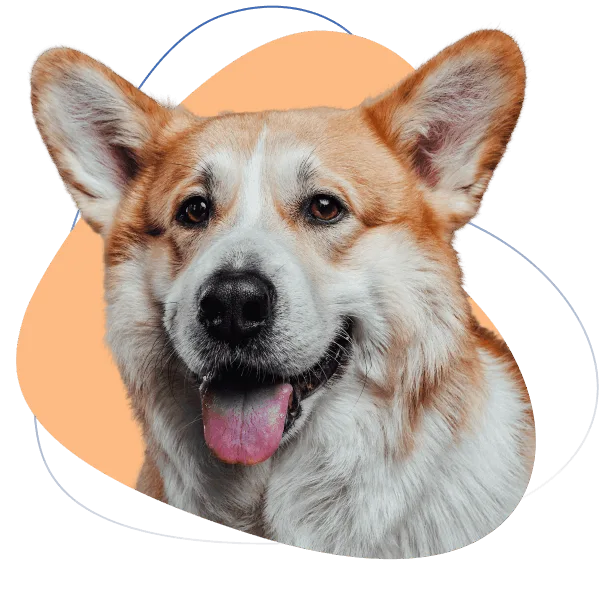 American Service Pets is your source for ESA & Service Animal Products!