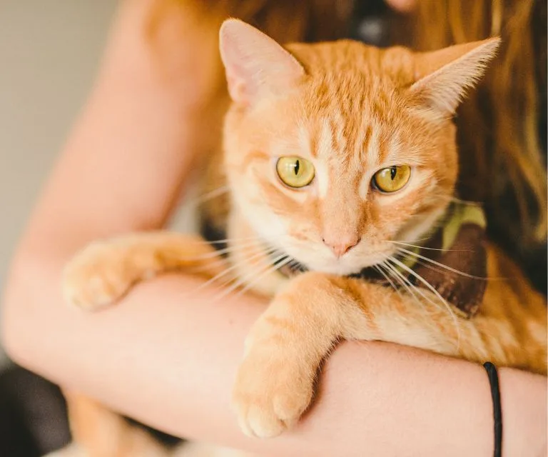 Cats & Anxiety - Featured Image