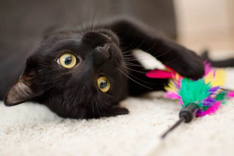 Do Cats REALLY ... ?