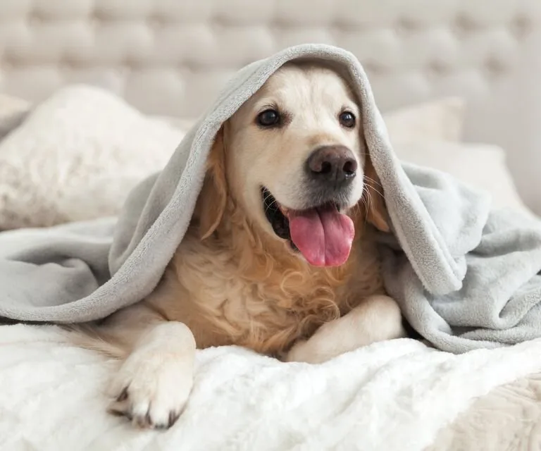What Does Airbnb Say About Service Animals? 35 Airbnbs and Service Dogs cover