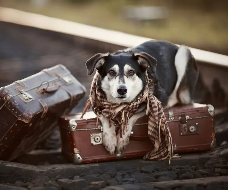 Are Pets Allowed on Amtrak? 29 Can Dogs Ride on Amtrak? Cover