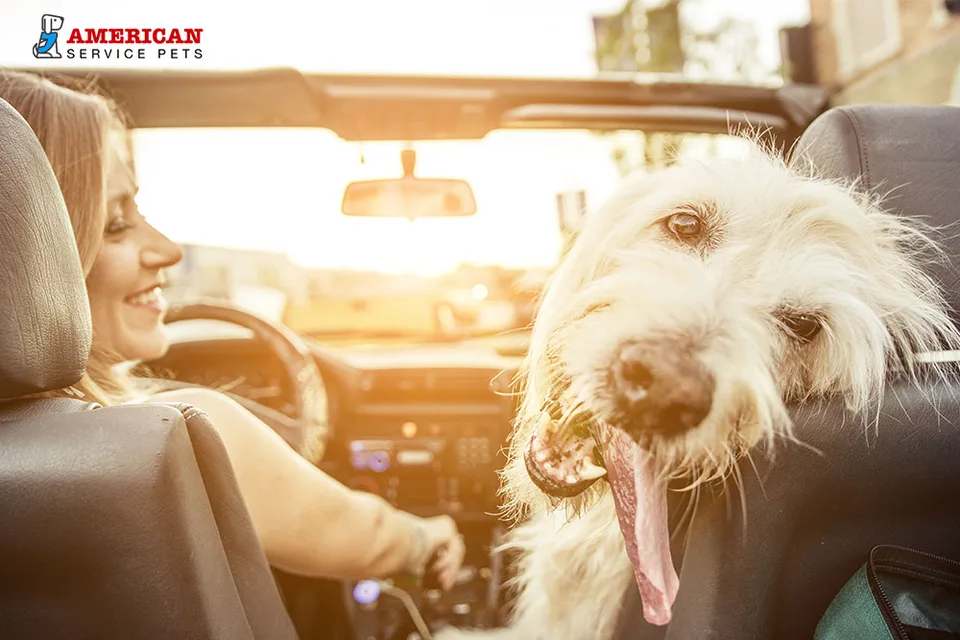Getting an Emotional Support Animal In California 11 Getting an Emotional Support Animal In California