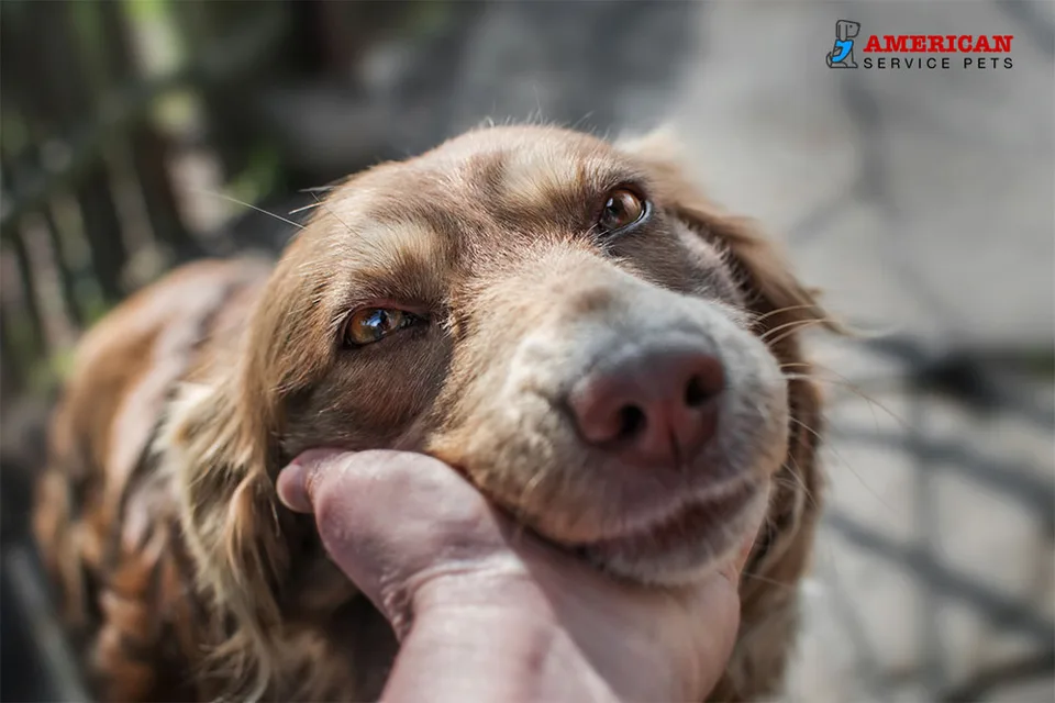 Cope After Losing Emotional Support Animal 10 How to Cope After Losing Your Emotional Support Animal