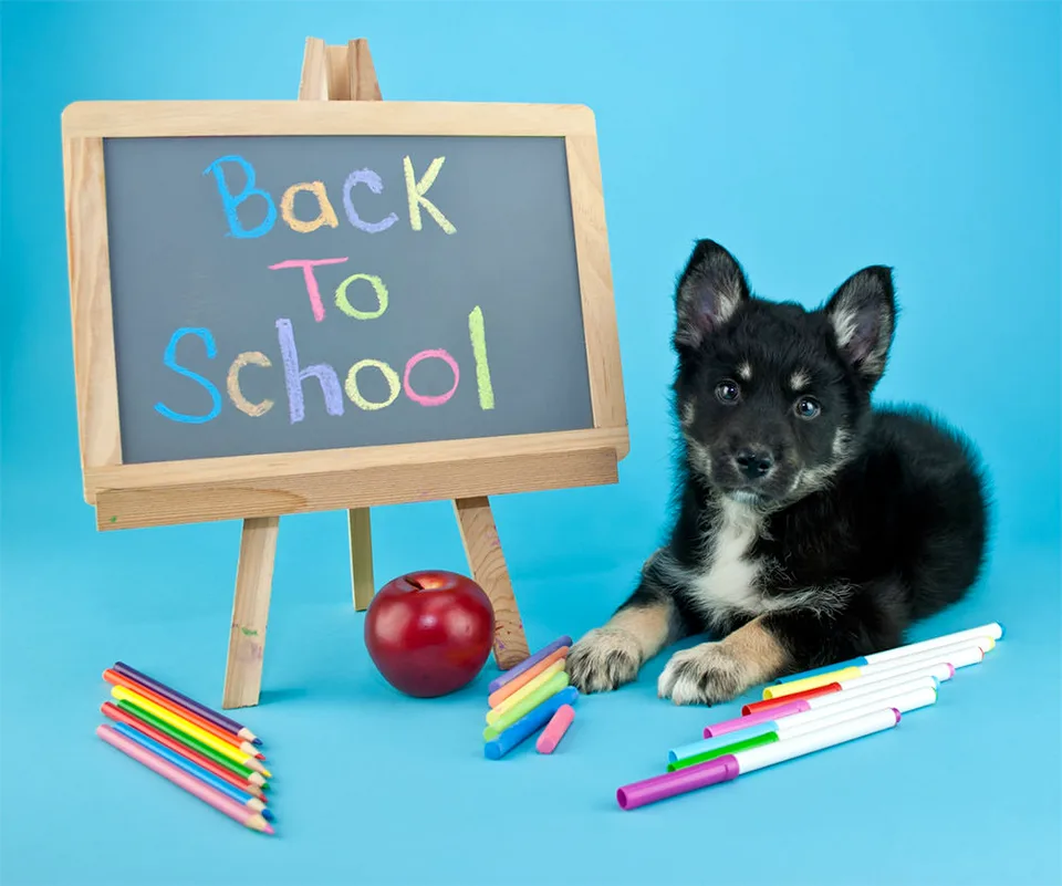 Dog Obedience Training Matters for You and Your Dog 23 Dog with back to school sign