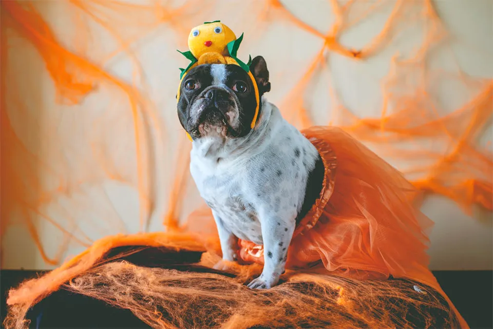 12 Wicked Fun Dog And Cat Costumes For Halloween 2020 8 Dog in Orange Tutu
