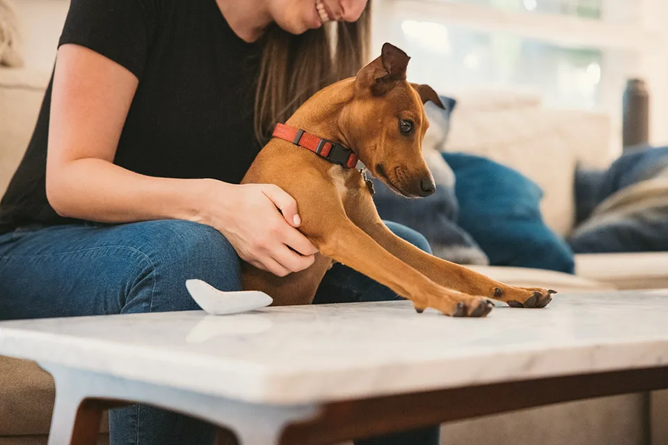 Is Crate Training Good Or Bad? Find Out Now 6 To crate or not to Crate_American service pets