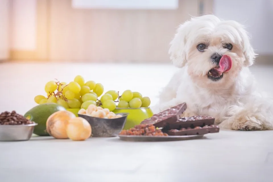What You Should Know About Toxic Foods for Dogs 4 What You Should Know About Toxic Foods for Dogs