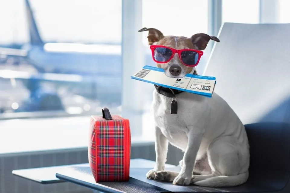 New DOT Rules for Emotional Support Animals: What Every ESA Owner Should Know 1 New DOT Rules for Emotional Support Animals: What Every ESA Owner Should Know