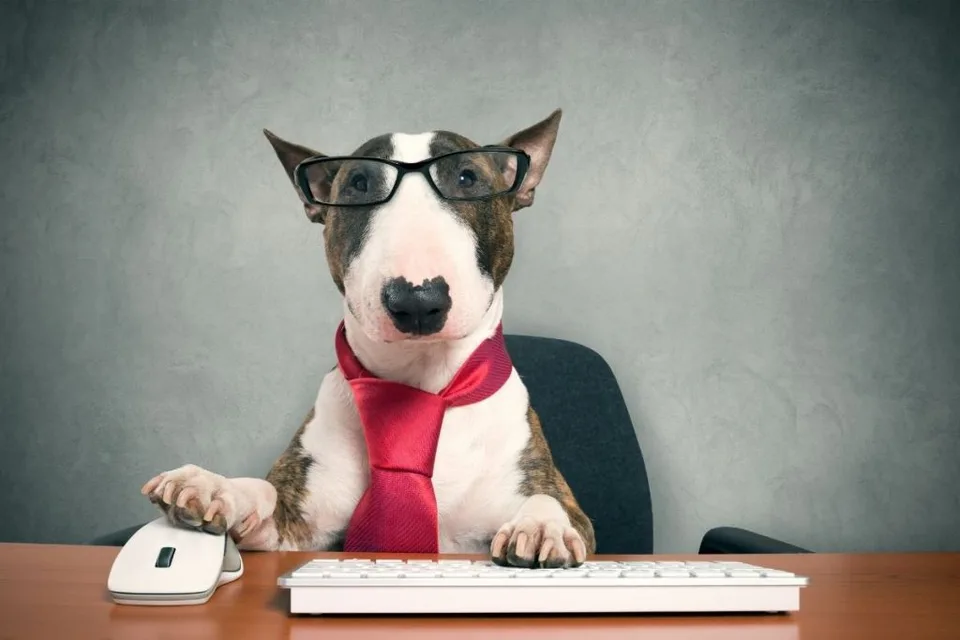 Know Your Official Rights as an Emotional Support Animal Owner 3 Know Your Official Rights as an Emotional Support Animal Owner