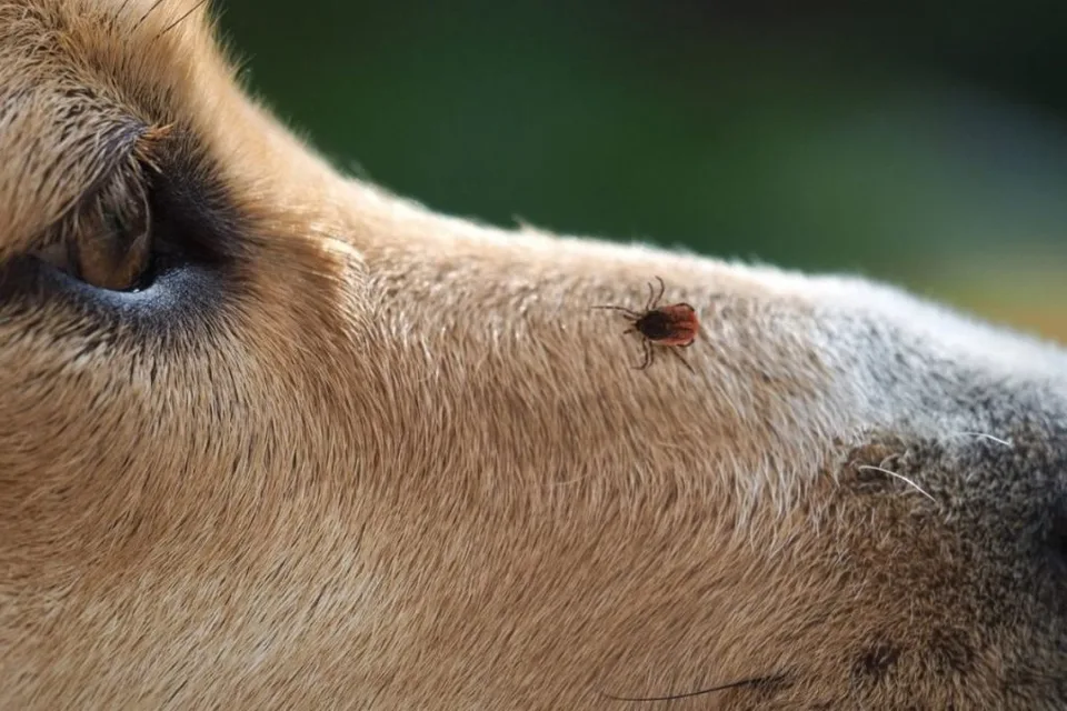 Important Outdoor Tips : Snake bites, Ticks, and Overheating 7 Outdoor Tips for Dog Owners: Snake bites, Ticks, and Overheating