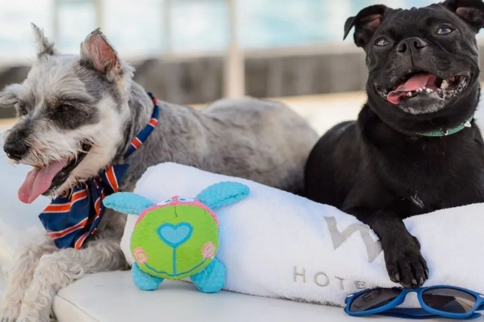 Are Service Dogs Allowed in Hotels? 9 Are service dogs allowed in hotels?