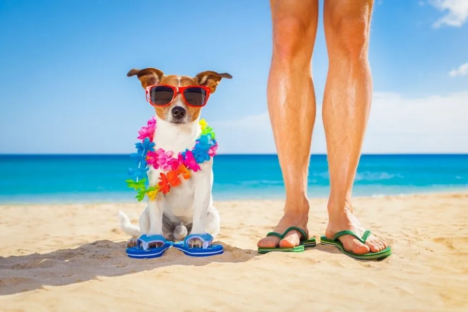 Summer Safety Tips for Dog Owners 8 Summer safety tips for dog owners