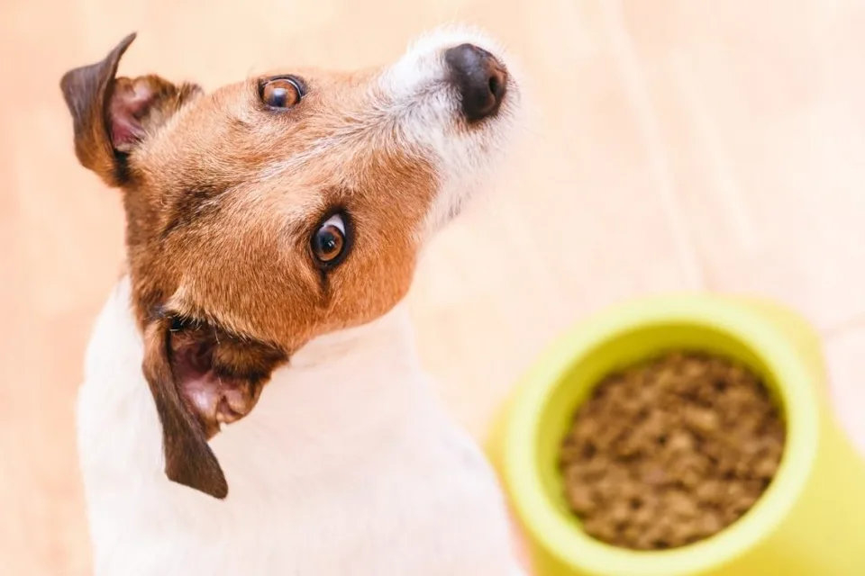 How Do I Choose the Right Food for My Dog? 3 How Do I Choose the Right Food for My Dog?