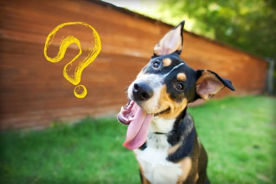 Why Does My Dog… ? 10 Strange Dog Behaviors Explained 6 Why Does My Dog… ? 10 Strange Dog Behaviors Explained