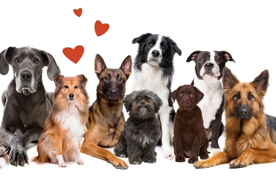 What Are The Cutest Dog Breeds? Top 6 Choices 5 What Are The Cutest Dog Breeds? Top 6 Choices