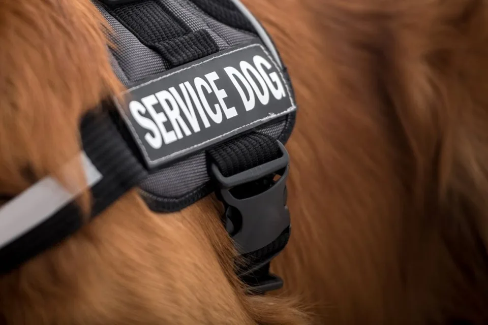 Why You Should Never Fake a Service Dog 3 Why You Should Never Fake a Service Dog