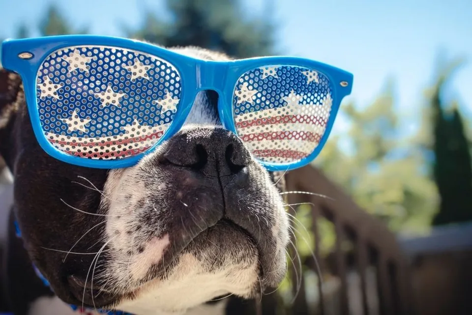 Preparing Your Dog for the 4th of July 2 Preparing Your Dog for the 4th of July