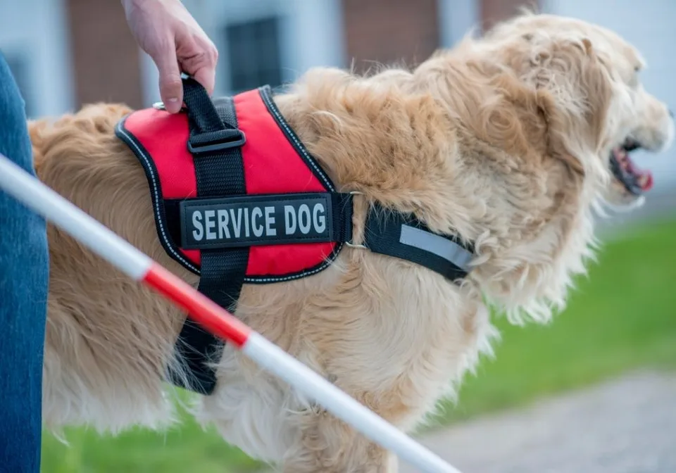 Where is My Service Dog Allowed? 10 Where is My Service Dog Allowed?