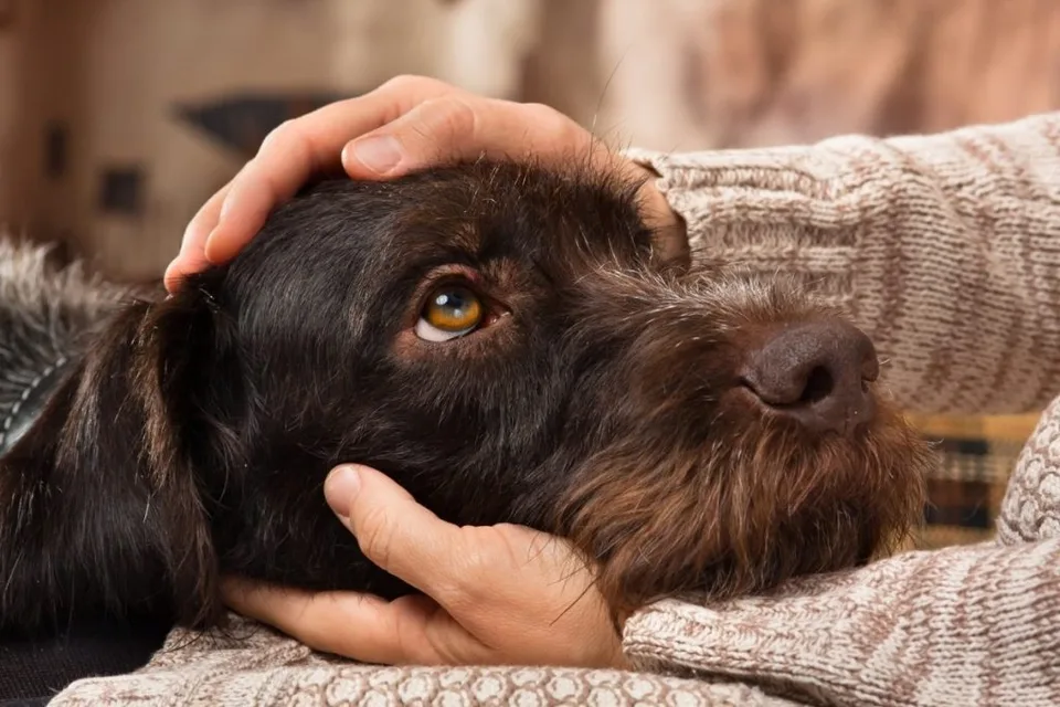 Emotional Support Dog