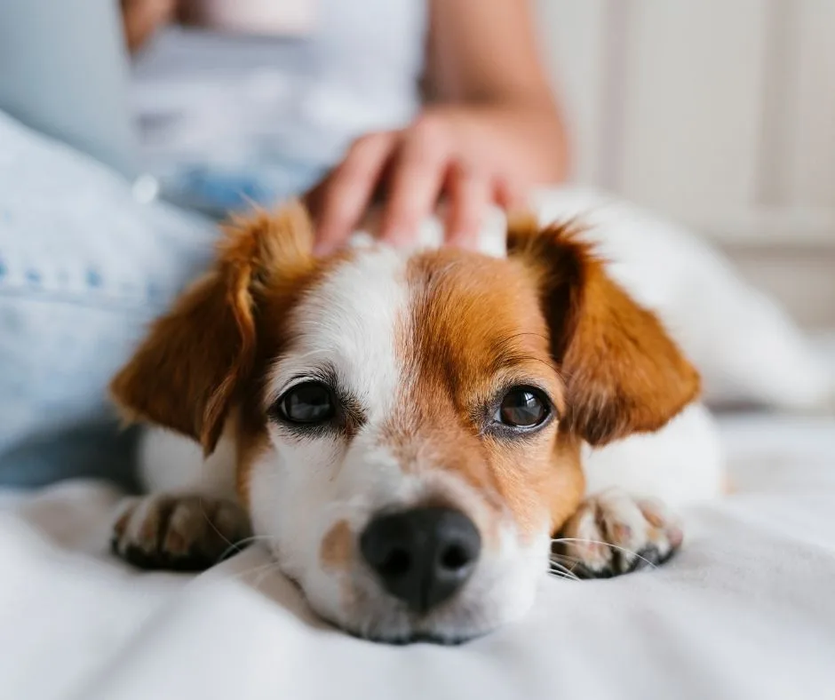 Important Things to Know Before Getting a Dog 1 Things to Know Before Getting a Dog
