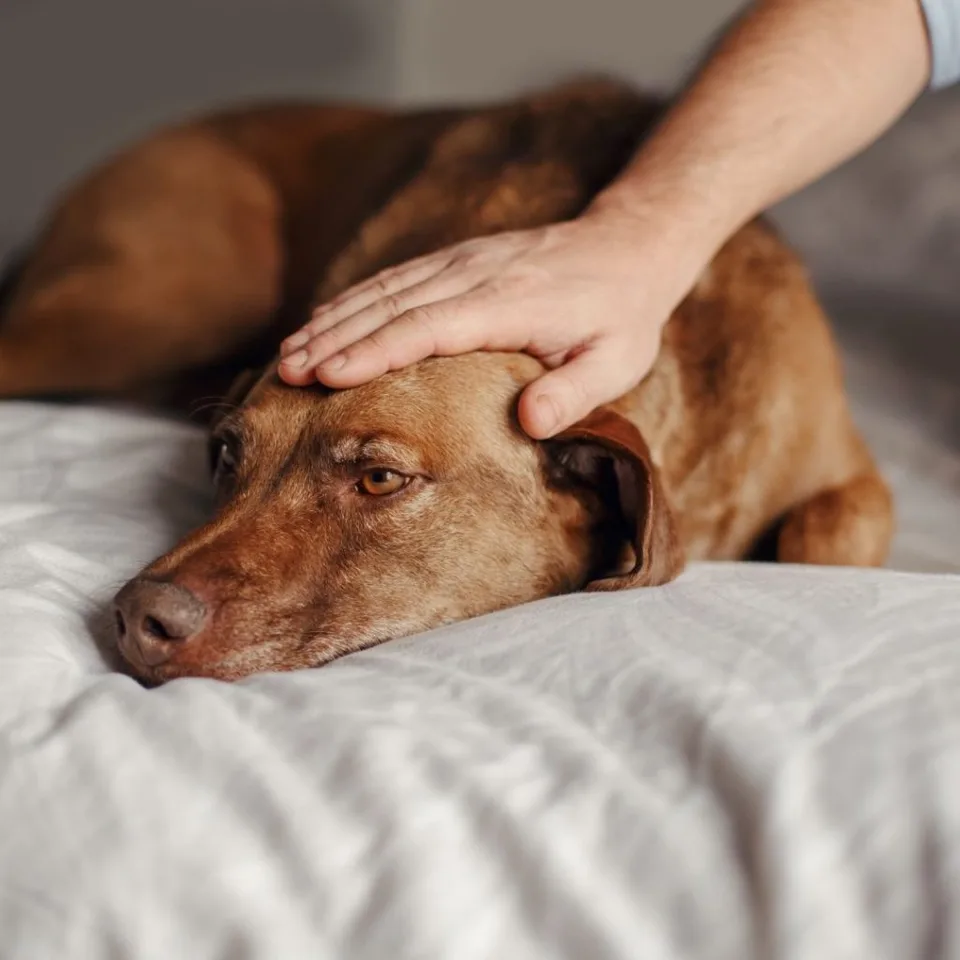 How to Cope with the Loss of a Pet 5 How to Cope with the Loss of a Pet